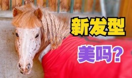 小马漫漫 网红吃瓜,揭秘网红吃瓜背后的故事